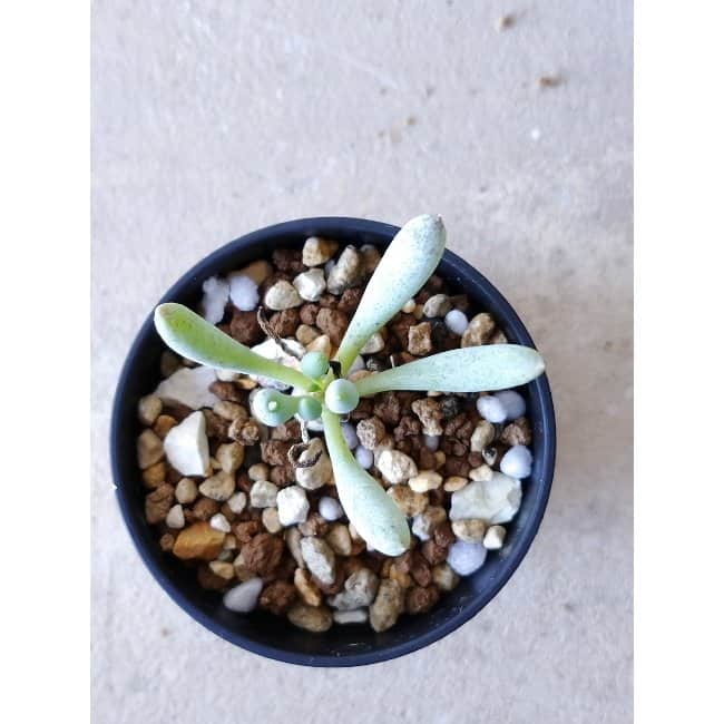 【現品限り】オトンナ・クラビフォリア f113 202112 Othonna