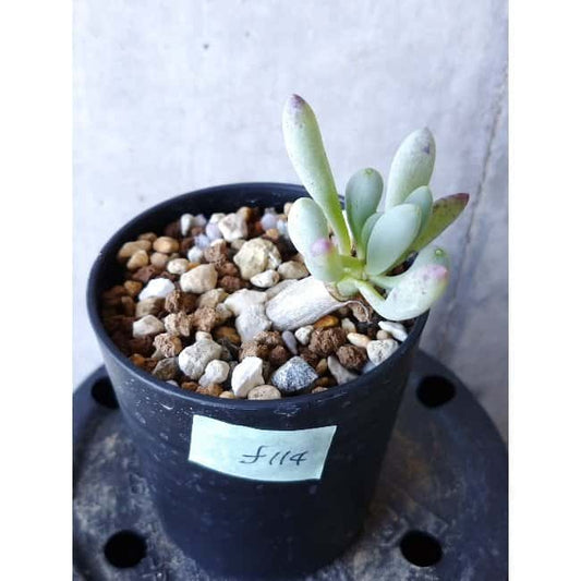 【現品限り】オトンナ・クラビフォリア f114 202112 Othonna