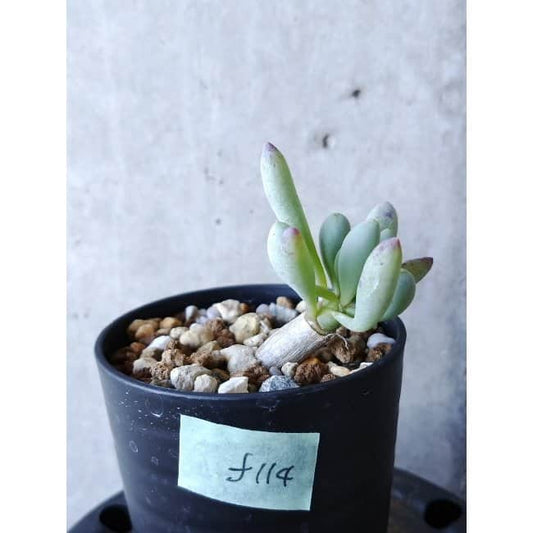 【現品限り】オトンナ・クラビフォリア f114 202112 Othonna