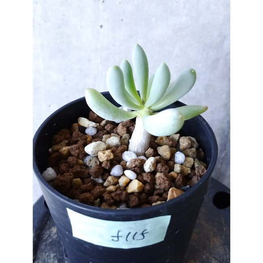 【現品限り】オトンナ・クラビフォリア f115 202112 Othonna