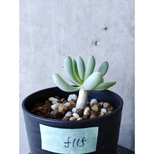 【現品限り】オトンナ・クラビフォリア f115 202112 Othonna