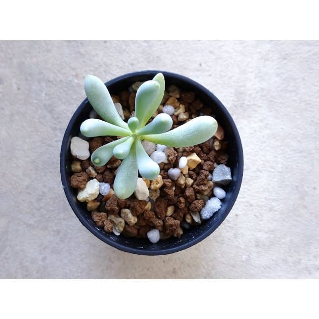 【現品限り】オトンナ・クラビフォリア f115 202112 Othonna