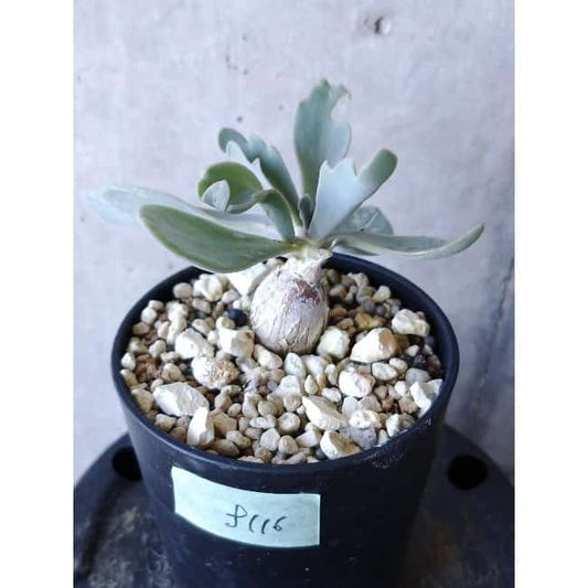 【現品限り】オトンナ・ハリー Steinkopf f116 202112 Othonna