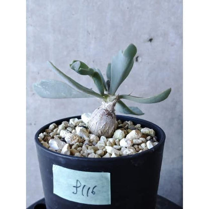 【現品限り】オトンナ・ハリー Steinkopf f116 202112 Othonna