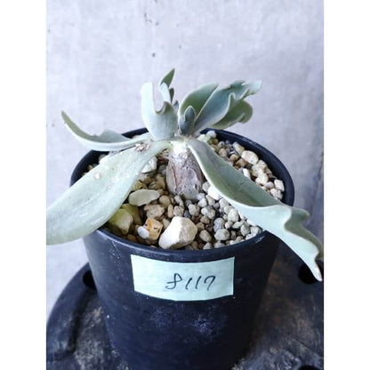 【現品限り】オトンナ・ハリー Steinkopf f117 202112 Othonna