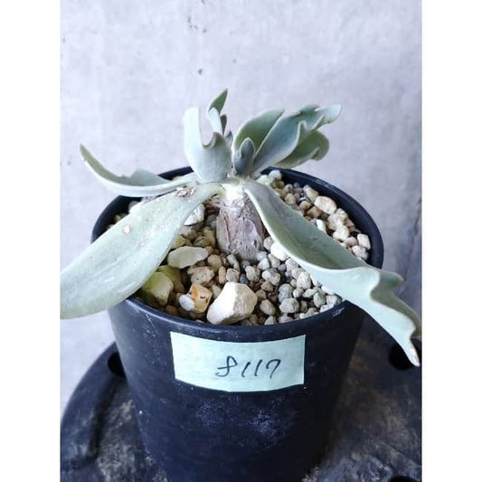 【現品限り】オトンナ・ハリー Steinkopf f117 202112 Othonna