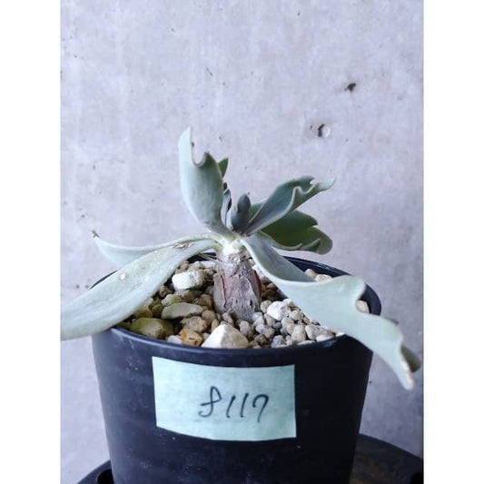 【現品限り】オトンナ・ハリー Steinkopf f117 202112 Othonna