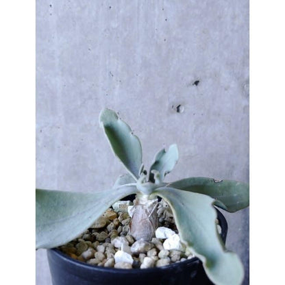 【現品限り】オトンナ・ハリー Steinkopf f117 202112 Othonna