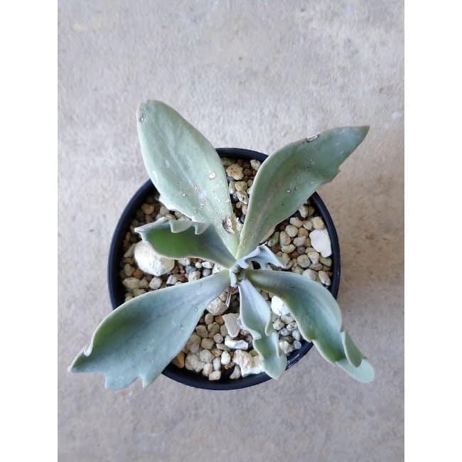 【現品限り】オトンナ・ハリー Steinkopf f117 202112 Othonna