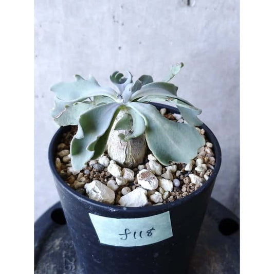 【現品限り】オトンナ・ハリー Steinkopf f118 202112 Othonna