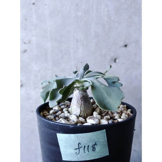 【現品限り】オトンナ・ハリー Steinkopf f118 202112 Othonna