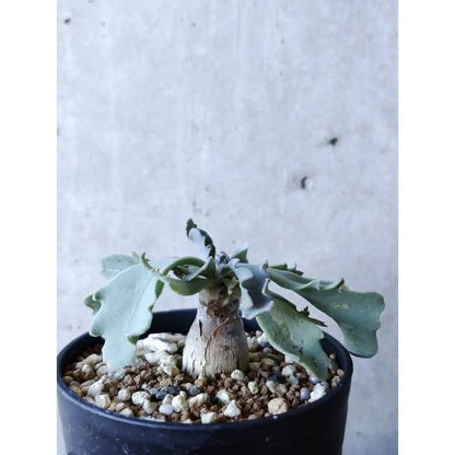 【現品限り】オトンナ・ハリー Steinkopf f118 202112 Othonna