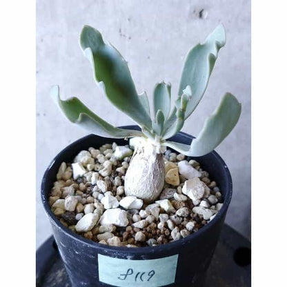 【現品限り】オトンナ・ハリー Steinkopf f119 202112 Othonna