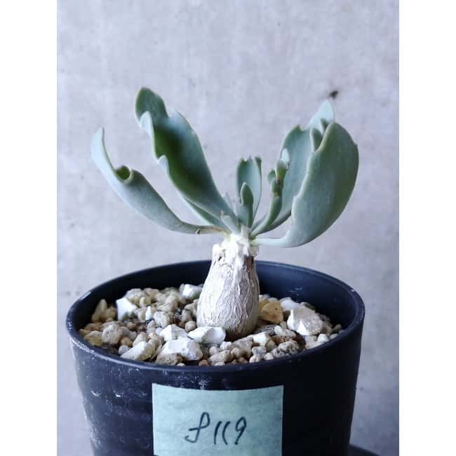 【現品限り】オトンナ・ハリー Steinkopf f119 202112 Othonna