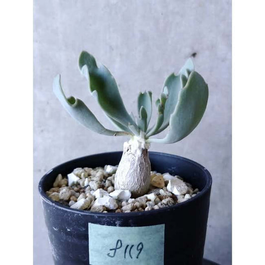 【現品限り】オトンナ・ハリー Steinkopf f119 202112 Othonna