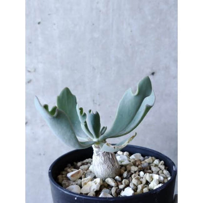 【現品限り】オトンナ・ハリー Steinkopf f119 202112 Othonna