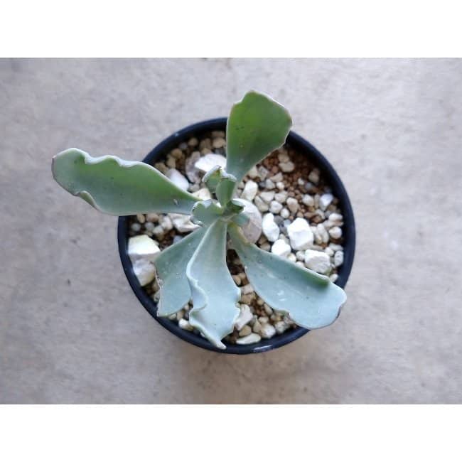 【現品限り】オトンナ・ハリー Steinkopf f119 202112 Othonna