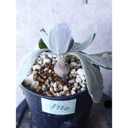 【現品限り】オトンナ・ハリー Steinkopf f120 202112 Othonna