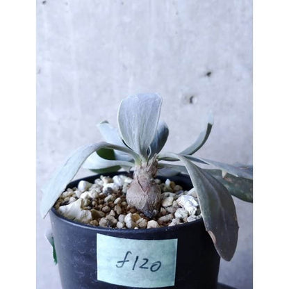 【現品限り】オトンナ・ハリー Steinkopf f120 202112 Othonna