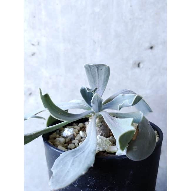 【現品限り】オトンナ・ハリー Steinkopf f120 202112 Othonna