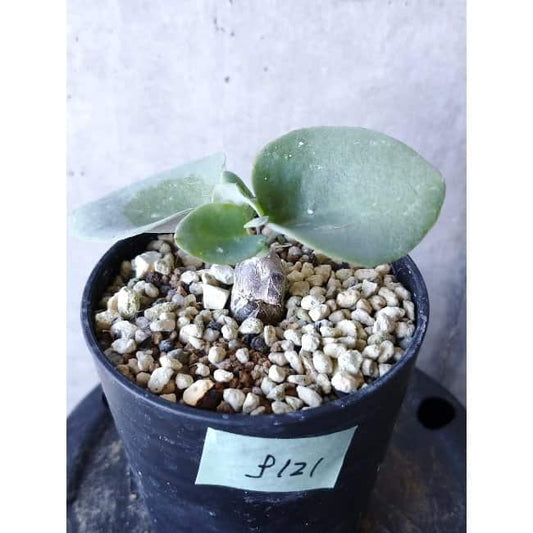 【現品限り】オトンナ・フィリカウリス f121 202112 Othonna