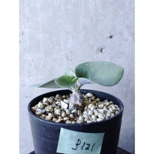 【現品限り】オトンナ・フィリカウリス f121 202112 Othonna