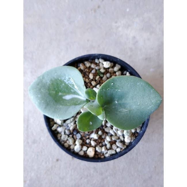 【現品限り】オトンナ・フィリカウリス f121 202112 Othonna