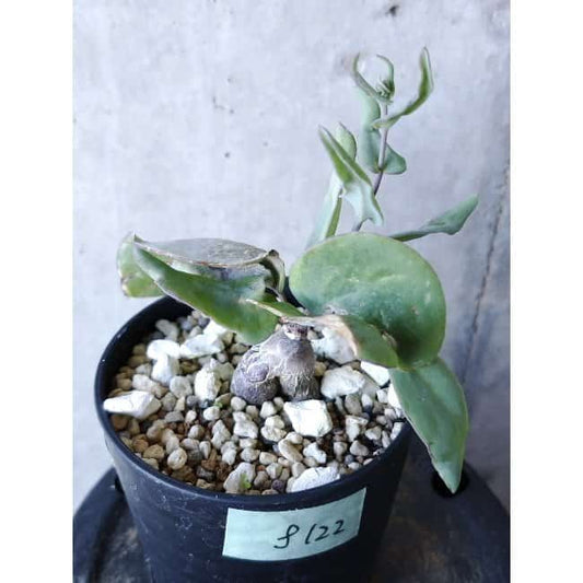 【現品限り】オトンナ・フィリカウリス f122 202112 Othonna