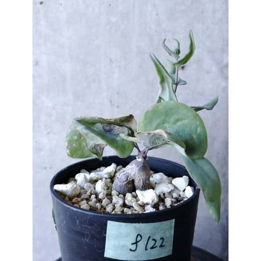 【現品限り】オトンナ・フィリカウリス f122 202112 Othonna