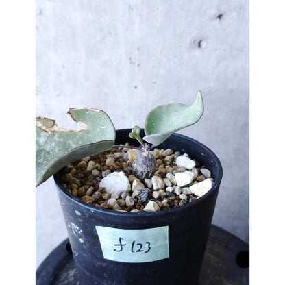 【現品限り】オトンナ・フィリカウリス f123 202112 Othonna