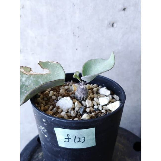 【現品限り】オトンナ・フィリカウリス f123 202112 Othonna