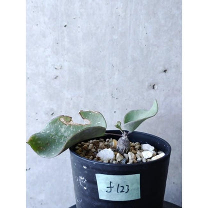 【現品限り】オトンナ・フィリカウリス f123 202112 Othonna