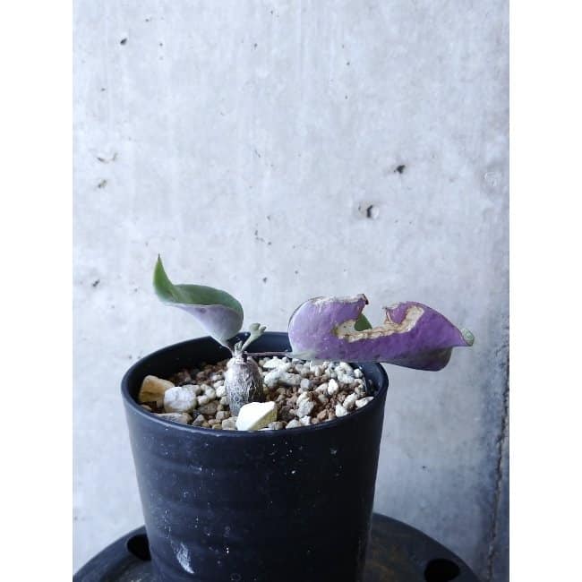 【現品限り】オトンナ・フィリカウリス f123 202112 Othonna