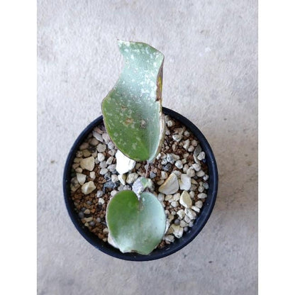 【現品限り】オトンナ・フィリカウリス f123 202112 Othonna