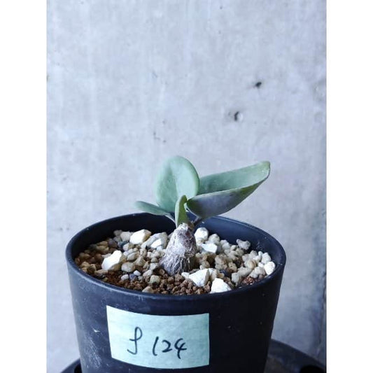 【現品限り】オトンナ・フィリカウリス f124 202112 Othonna