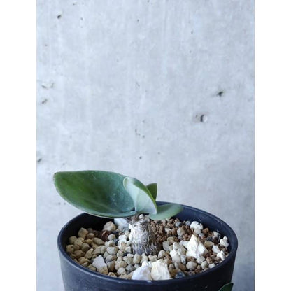 【現品限り】オトンナ・フィリカウリス f124 202112 Othonna