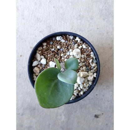 【現品限り】オトンナ・フィリカウリス f124 202112 Othonna