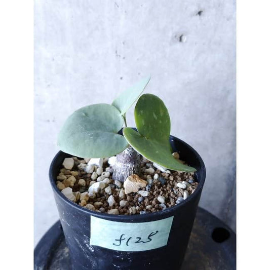 【現品限り】オトンナ・フィリカウリス f125 202112 Othonna