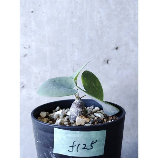 【現品限り】オトンナ・フィリカウリス f125 202112 Othonna