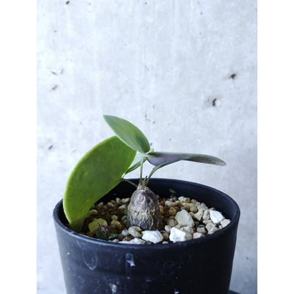 【現品限り】オトンナ・フィリカウリス f125 202112 Othonna