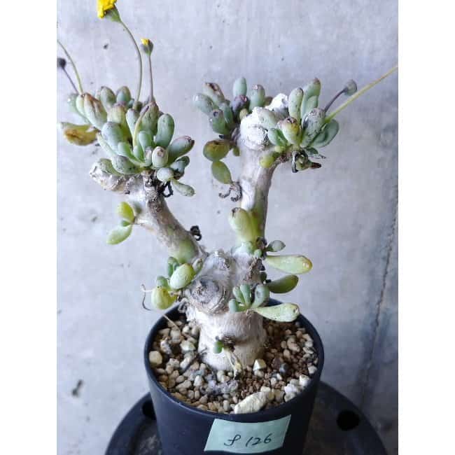 【現品限り】オトンナ・クラビフォリア f126 202112 Othonna