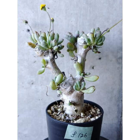 【現品限り】オトンナ・クラビフォリア f126 202112 Othonna