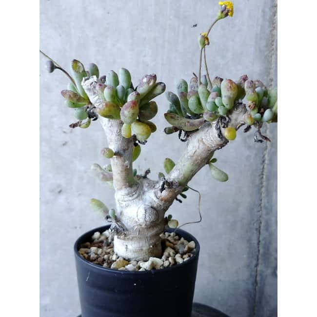 【現品限り】オトンナ・クラビフォリア f126 202112 Othonna