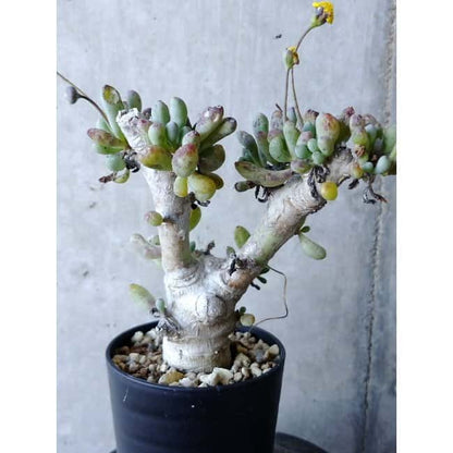 【現品限り】オトンナ・クラビフォリア f126 202112 Othonna