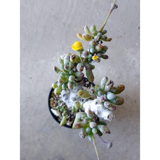 【現品限り】オトンナ・クラビフォリア f126 202112 Othonna