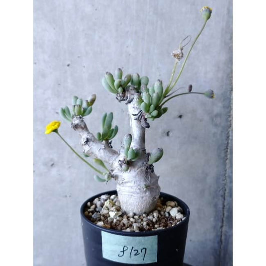 【現品限り】オトンナ・クラビフォリア f127 202112 Othonna