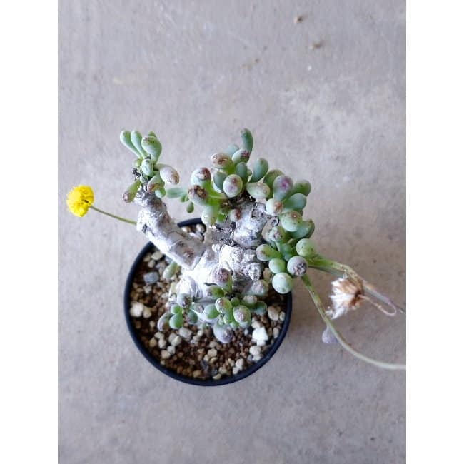 【現品限り】オトンナ・クラビフォリア f127 202112 Othonna