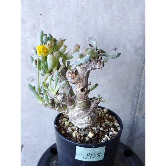 【現品限り】オトンナ・クラビフォリア f128 202112 Othonna