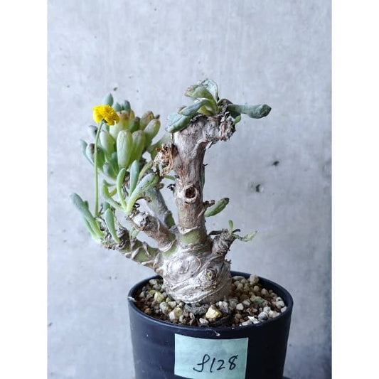 【現品限り】オトンナ・クラビフォリア f128 202112 Othonna