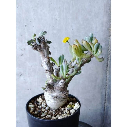 【現品限り】オトンナ・クラビフォリア f128 202112 Othonna